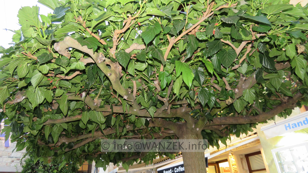 Morus alba Pendula Dachform 02.JPG